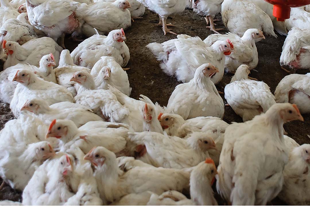 UK chicken catching business closed down by GLAA - Poultry World