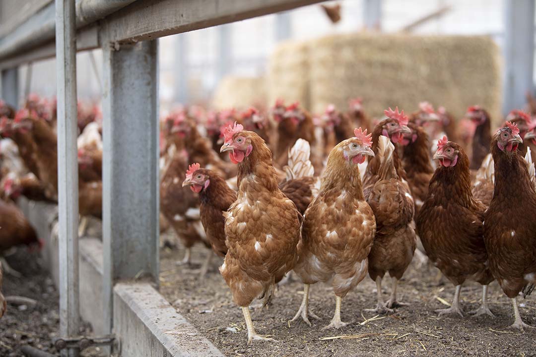 Alternative protein sources for poultry diets - Poultry World