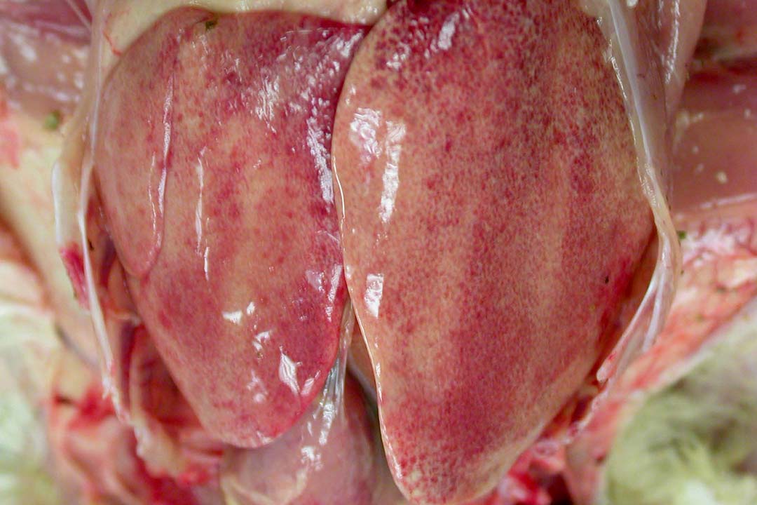 Liver pathology caused by inclusion body hepatitis (IBH) in chickens. Photo: Boehringer Ingelheim