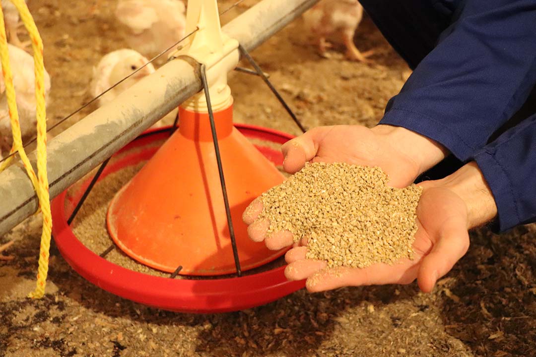 Robin: “We have actually developed a ration specifically based on the needs of the Cobb 500 broiler. Plus the feed is no longer presented in pellet form but as a crumble feed.”