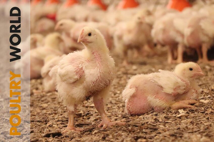 Production forecasts and market dynamics in Poultry World