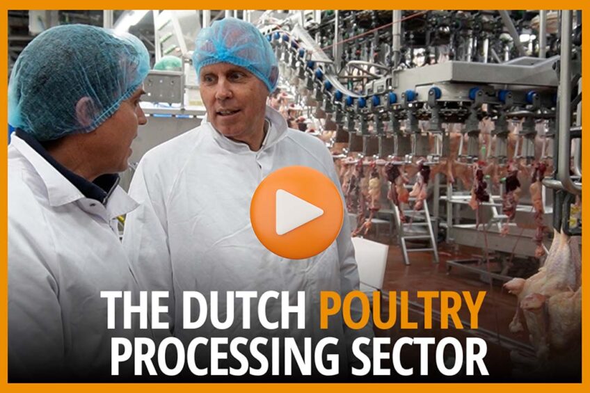 Nepluvi chair Gert-Jan Oplaat: Dutch poultry sector is innovative and different