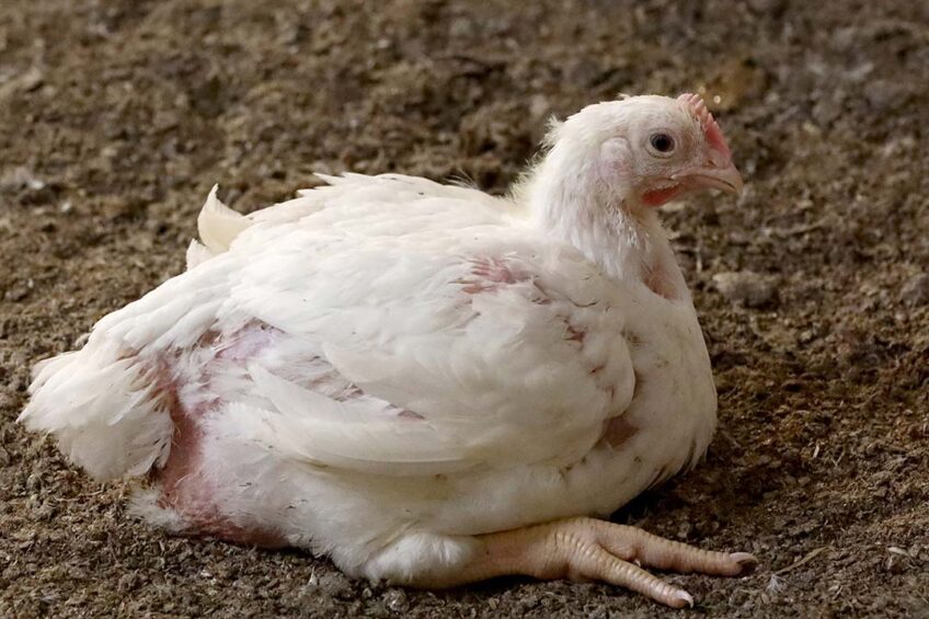IBH is an acute liver disease that typically occurs in broiler chickens between 2-6 weeks of age. Photo: Henk Riswick