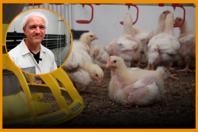 Nutrition in relation to health and performance plays an important role in overall broiler production profitability.