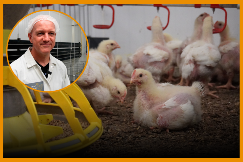 Nutrition in relation to health and performance plays an important role in overall broiler production profitability.