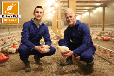 Getting the most out of male broiler by-products