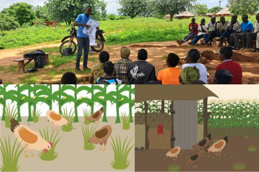 WPF releases new poultry resources for small-scale farmers in Africa