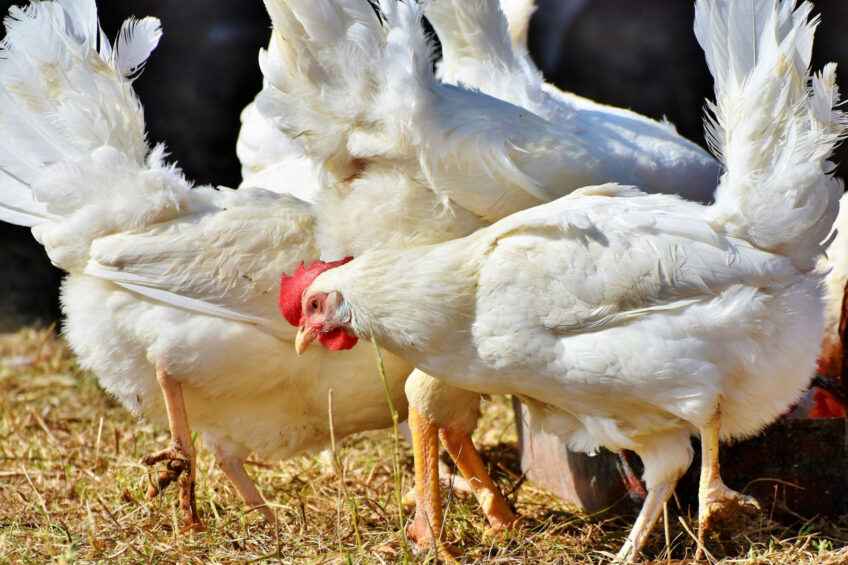 The grants will be available to farmers with any current housing system and will support anyone looking to make the transition from colony cages to higher-welfare loose-housing. Photo: Canva