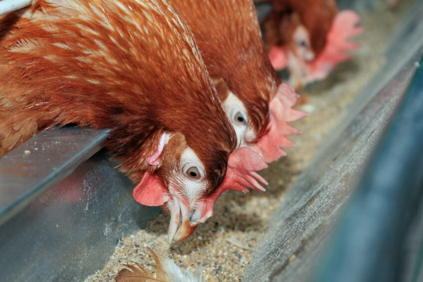 Impact of feed source pathogens on layer egg production - Poultry World