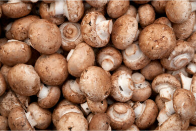 Mushroom strains for research were obtained from a commercial mushroom farm in southwestern Pennsylvania.  Photo: Canva