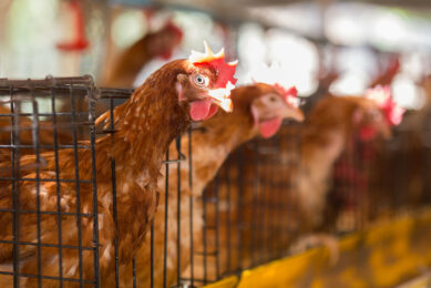 "If a sufficient number of cage farms in Slovakia are not reconstructed by 2025, there is a real risk that eggs from Slovakia could be gradually replaced by foreign suppliers in international retail chains," says Daniel Molnár, director of the Poultry Union of Slovakia. Photo: Canva