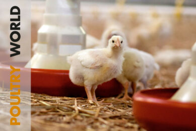 Getting the most out of male by-products in Poultry World