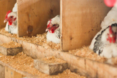 It is advised that nest box are comfortable, quiet and enclosed for the hen. Photo: Canva