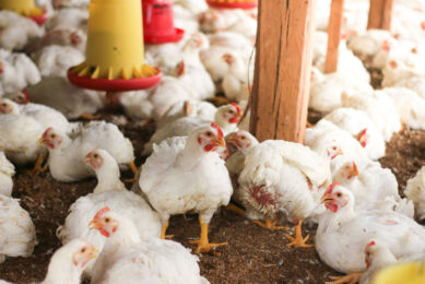 The USDA notes that there is a “range of abuses” that are being inflicted on broiler farmers. Photo: Canva