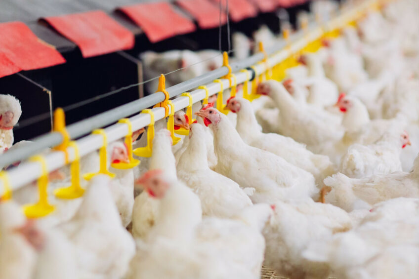 MHP wants to build 200 sheds housing 8 million chickens. Photo: Canva