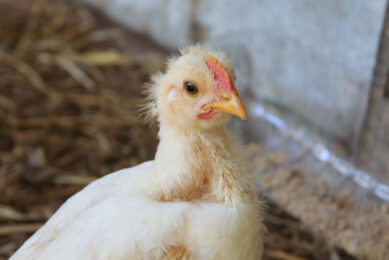 The first results of the field trial that started on 15 September 2023 showed that day-old chicks vaccinated with one of the 2 vaccines showed no symptoms of the disease after 8 weeks. Photo: Canva
