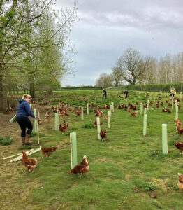 The chickens were very inquisitive during the tree-planting.