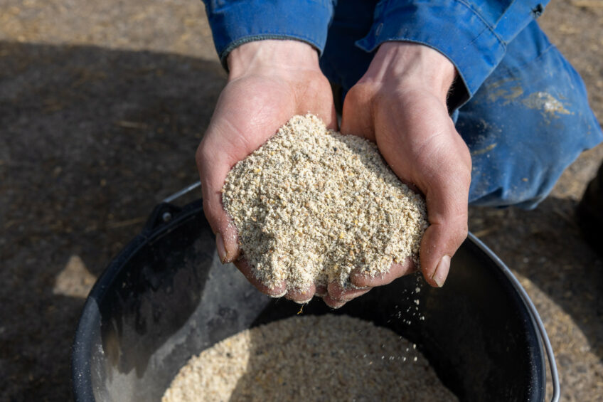 It is generally accepted that chickens fed wheat or rye are less responsive to enzyme treatment compared to those fed other conventional feed ingredients. Photo: Peter Roek