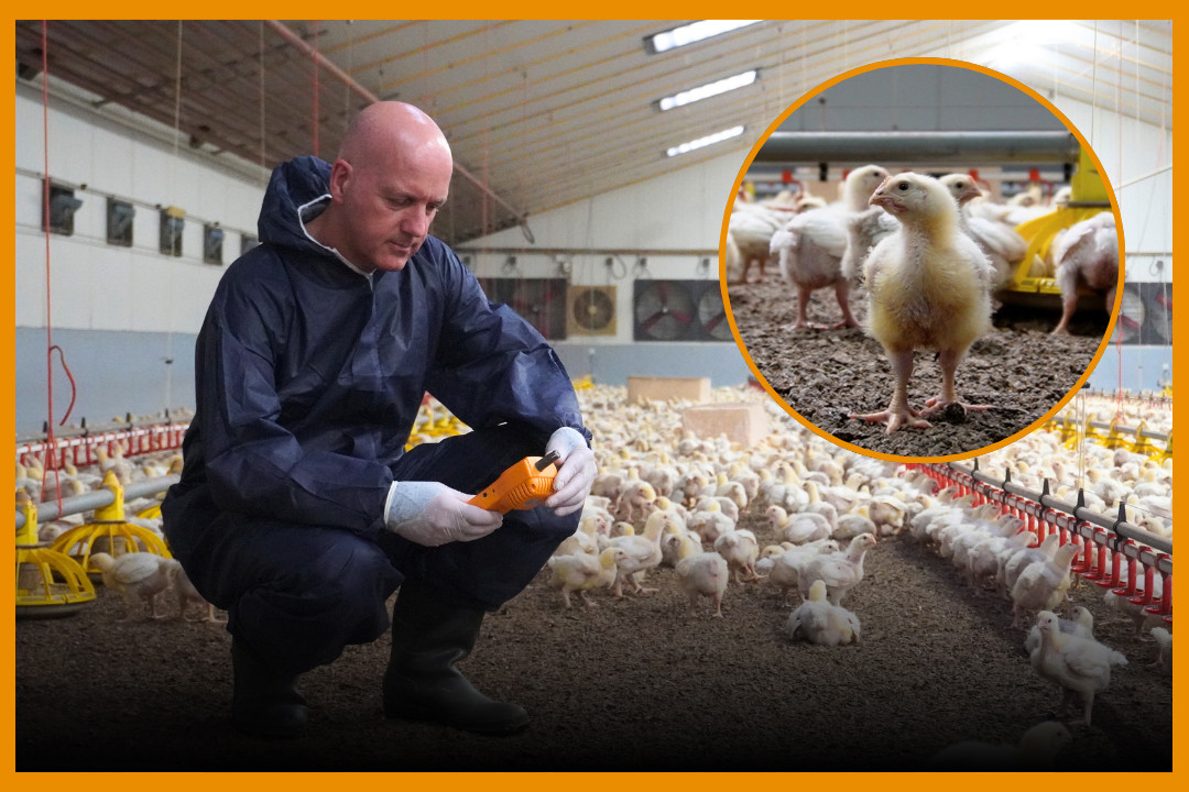 Video Veterinary Monitoring And Communication Between Stakeholder Are Key Poultry World 1374