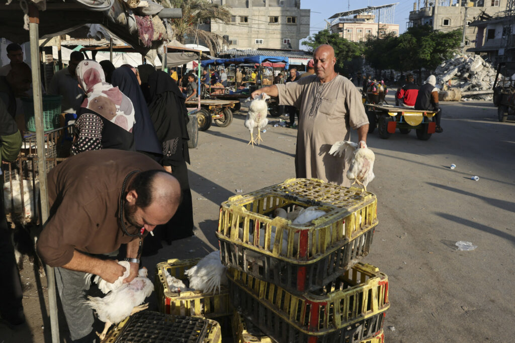 Poultry production in Gaza was decimated, with only a few sellers being able to bring birds to market.