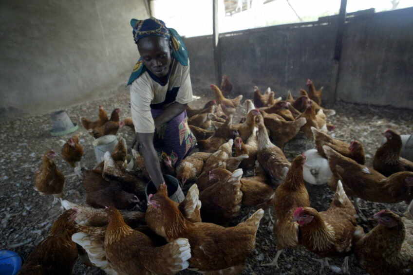 The cost of feed and other inputs continues to spiral upwards in Nigeria, trapping the population and the farming community in a vicious economic cycle. Photo: ANP