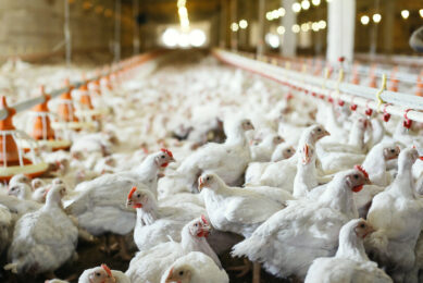 As broilers grow increasingly efficiently, nitrogen emissions go down considerably. Photo: Evonik