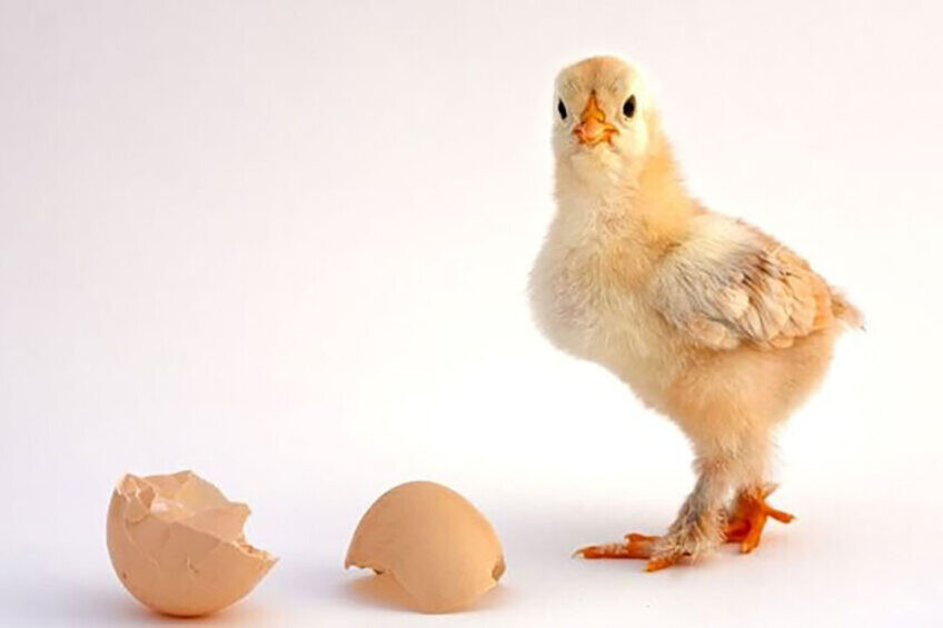 Poultry business update: What did you miss this September?