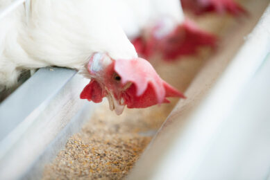 Alternatives to antibiotics generally look at improving gut health and the microbiome of the bird. Photo: Alltech