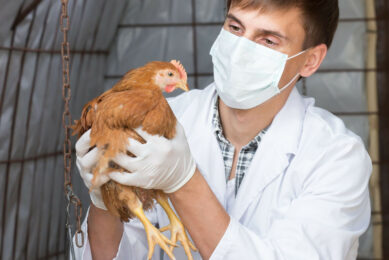 Several poultry companies have noted that the issue of vaccine shortages is gradually becoming more pressing. Photo: Canva
