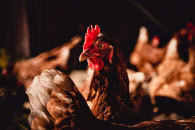 The recent study commissioned by AVEC looked at the economic and environmental impacts incurred by the adoption of the European Chicken Commitment across the industry. Photo: Canva<span class=""> </span>