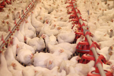 Poland’s largest poultry farm is Wróblewo, which can accommodate 2.5 million broilers. Photo: Canva<span class=""> </span>