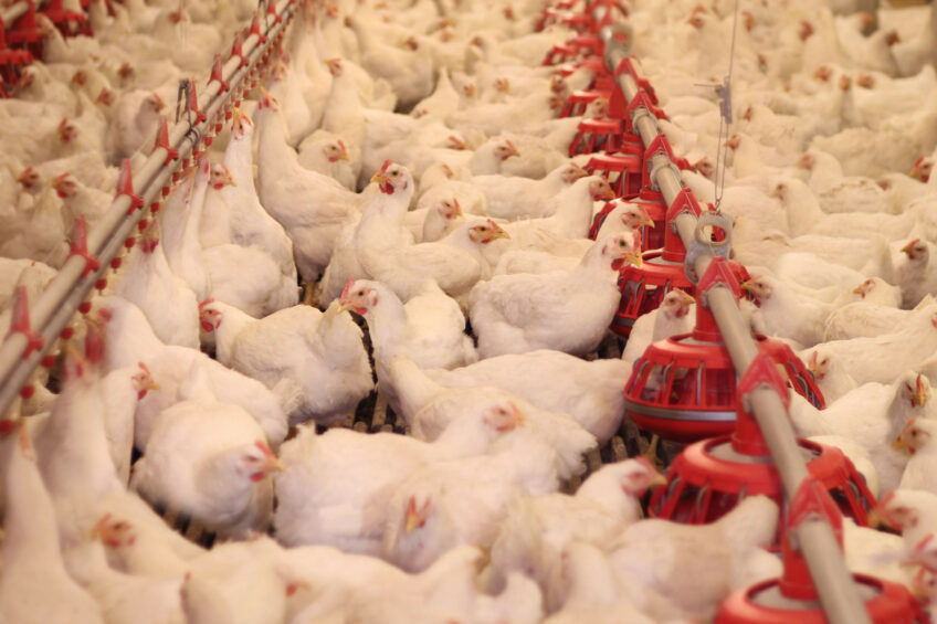 Poland’s largest poultry farm is Wróblewo, which can accommodate 2.5 million broilers. Photo: Canva<span class=""> </span>