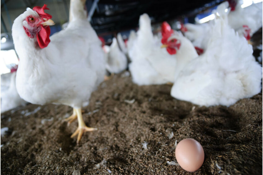 Capacity for this trial is anticipated to accommodate around half a million layers’ manure, but this is a scalable enterprise. Photo: Canva