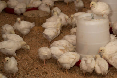 Over the past few years, the Uzbek government has made poultry farmers eligible for generous state aid measures. Photo: Canva