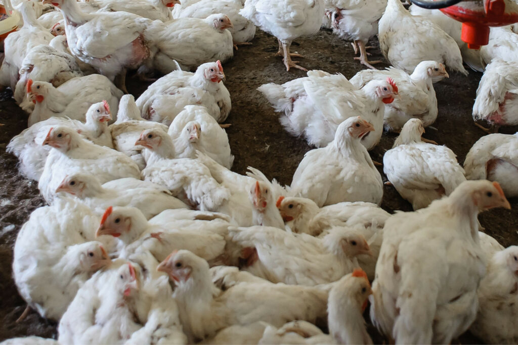 The latest global poultry developments - Poultry World