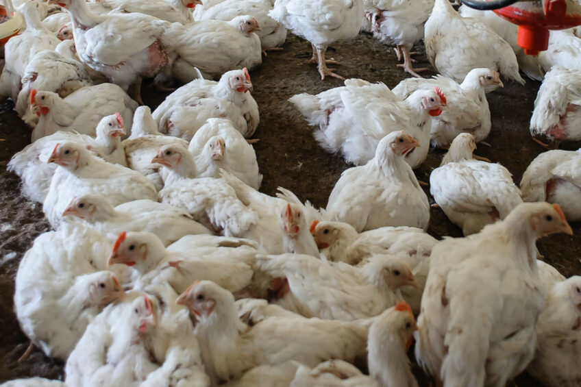 Under Estonian law, those who keep 51 hens or more must comply with the same strict regulations as big industrial farms. Photo: Canva