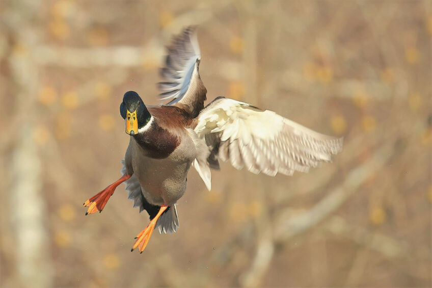 The daily probability of infection from a single poultry farm via aerosolisation of contaminated faeces from wild waterfowl is extremely low, according to the researchers. Photo: Canva