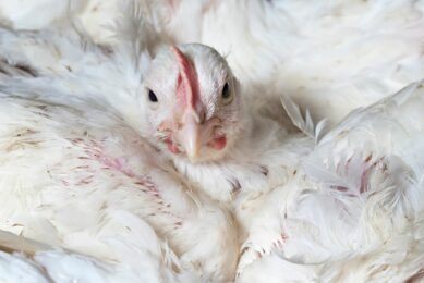 Cases of avian influenza declining in Europe
