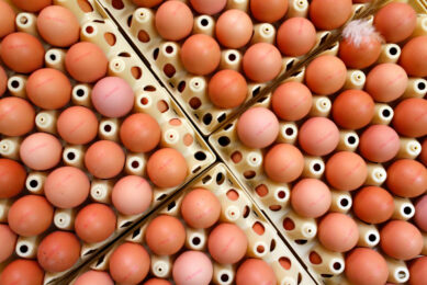 The shelf life of eggs can be extended through the use of non-thermal technologies. Photo: Bert Jansen