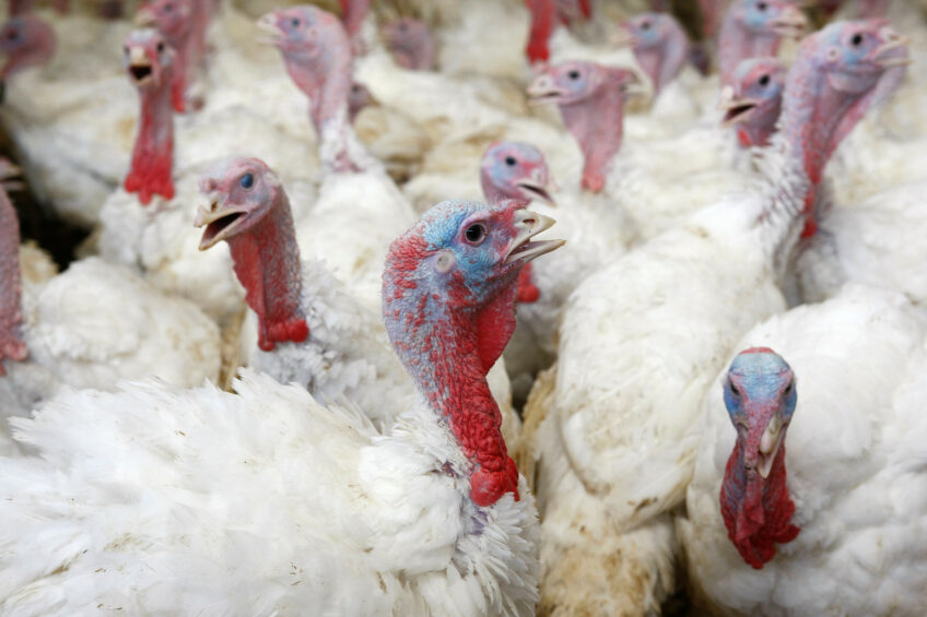 Outbreaks of avian metapneumovirus have occurred in turkeys and broilers in Virginia, North Carolina, Pennsylvania, South Carolina and California. Photo: Hans Prinsen