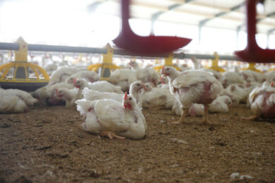 The lower stocking density of the European Chicken Commitment will decrease production or require extra housing to be built.