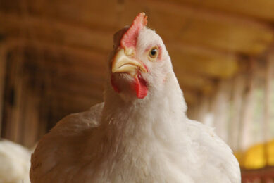 Iran has regained the position of a net poultry exporter. Photo: Canva