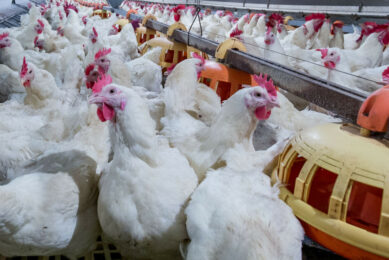 For the poultry and egg sector, the USDA states that assumptions include no more outbreaks of animal disease, a continuation of existing US and global policies and trade agreements, normal weather and specific macroeconomic conditions. Photo: Canva