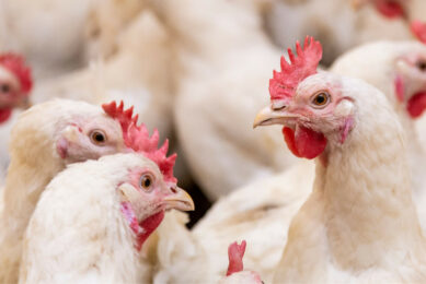 Young poultry farmers in the southwest of England are being offered financial support through an award. Photo: Canva