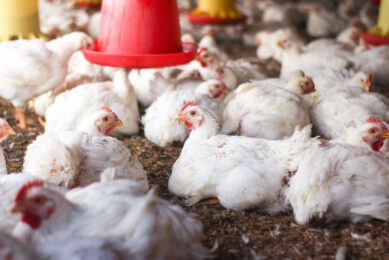 Infectious bronchitis virus is a coronavirus that causes the respiratory disease infectious bronchitis and is a major problem for the global poultry industry. Photo: Canva