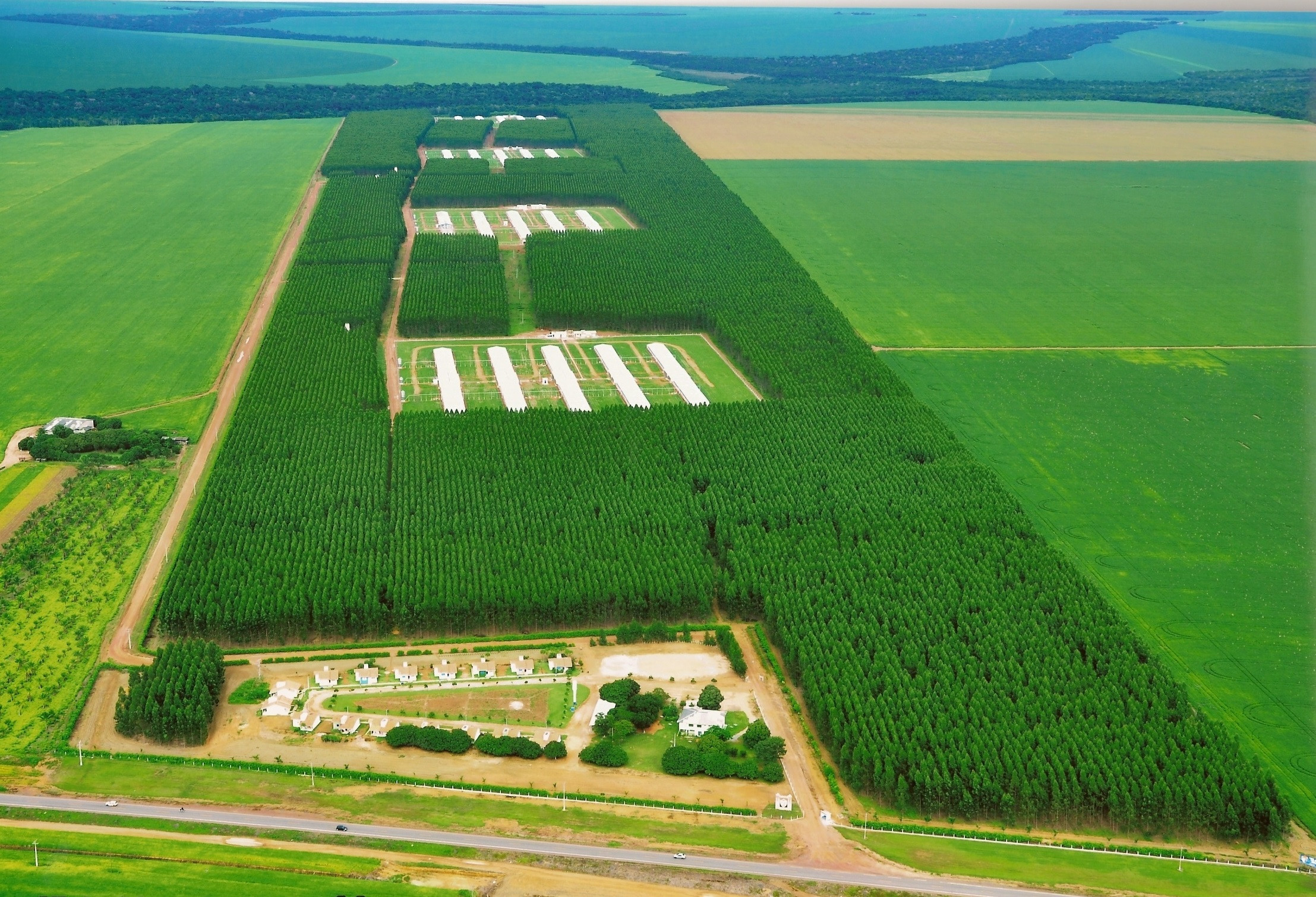 Mano Júlio Farm is divided into 4 genetic multiplication nuclei, containing 20 sheds that house 60,000 hens and 7,000 males in each nucleus, totalling 300,000 layers and 35,000 males.