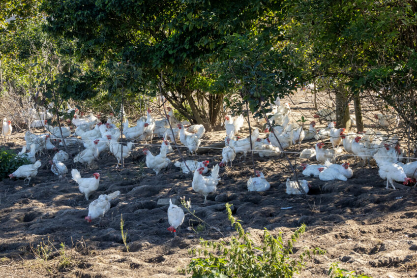 HPAI outbreaks have predominantly been free-range. Photo: Koos Groenewold