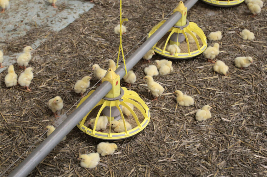 Poultry litter management essential for health and performance ...