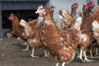 Entomologist and study lead, Amy Murillo: “We didn’t expect to find skin lesions associated with chicken body lice, but we did. This has not, to my knowledge, been documented before.” Photo: Peter Roek