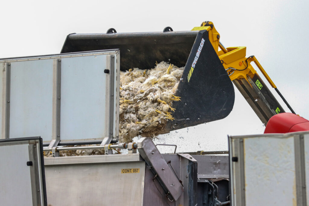 Culling diseased birds and contact farms has significant financial consequences. Photo: ANP